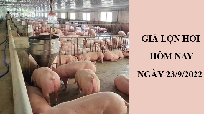 Giá lợn hơi hôm nay 23/9/2022: Giảm nhẹ toàn thị trường