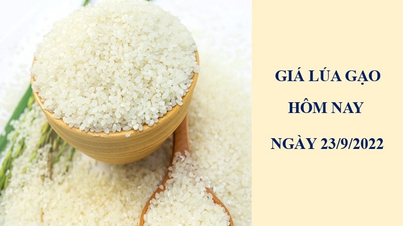 Giá lúa gạo hôm nay 23/9/2022: Nếp khô tăng mạnh 1.300 đồng/kg