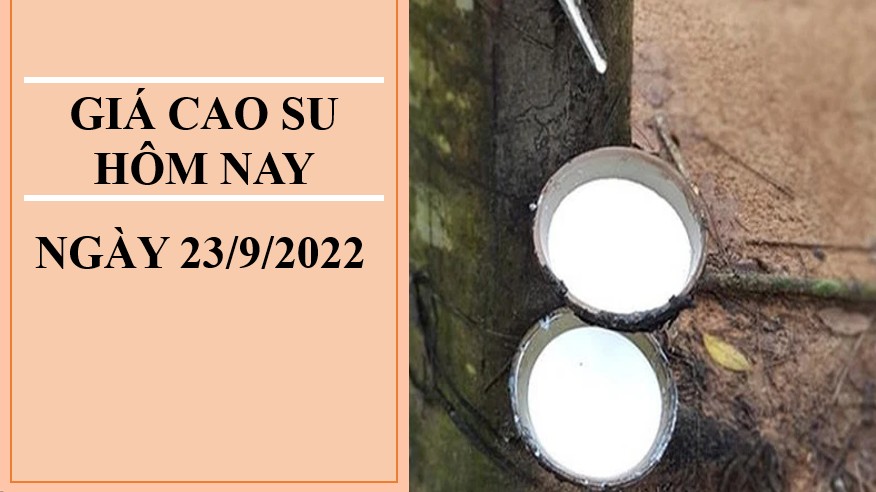 Giá cao su hôm nay 23/9/2022: Trái chiều tại thị trường châu Á