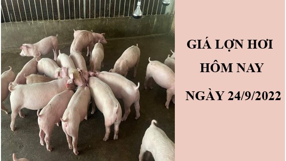 Giá lợn hơi hôm nay 24/9/2022: Giảm nhẹ tại hai miên Bắc - Nam