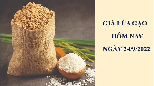 Giá lúa gạo hôm nay 24/9/2022: Giá gạo nguyên liệu tiếp tục tăng