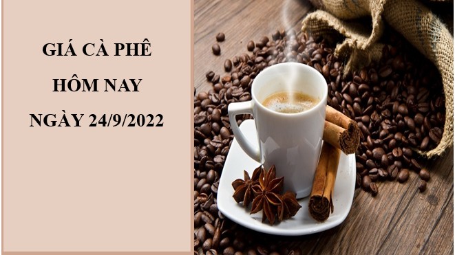 Giá cà phê hôm nay 23/9/2022: Quay đầu giảm nhẹ 100 đồng/kg