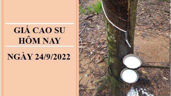 Giá cao su hôm nay 24/9/2022: Tăng giảm trái chiều tại thị trường Châu Á