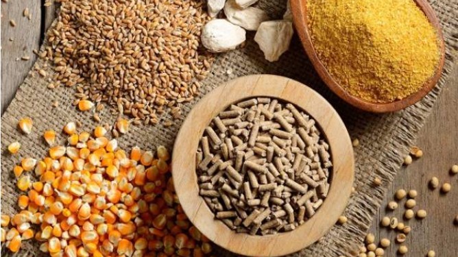 Việt Nam chi 3,65 tỷ USD nhập khẩu thức ăn gia súc