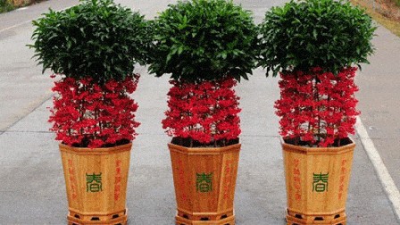 Top 5 cây cảnh phong thủy trong phòng khách giúp gia chủ hút tài lộc