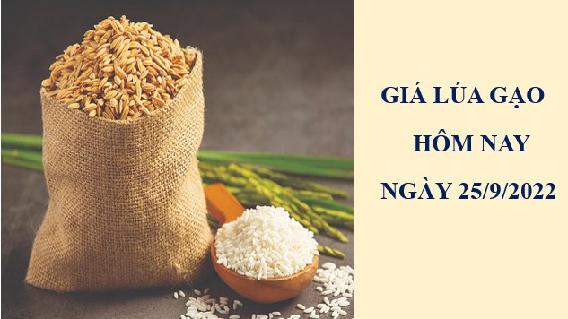Giá lúa gạo hôm nay 25/9/2022: Duy trì ổn định toàn thị trường