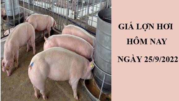 Giá lợn hơi hôm nay 25/9/2022: Điều chỉnh giảm tại ba miền