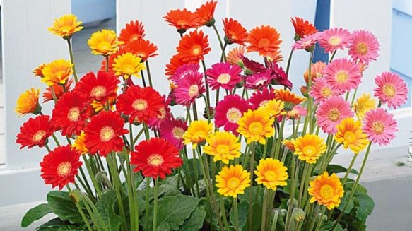 13 loại cây cảnh trồng trước nhà, tài lộc rầm rộ kéo tới