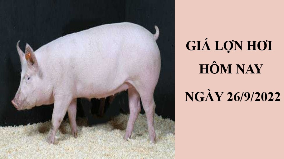Giá lợn hơi hôm nay 26/9/2022: Giảm nhẹ tại khu vực miền Trung, Tây Nguyên