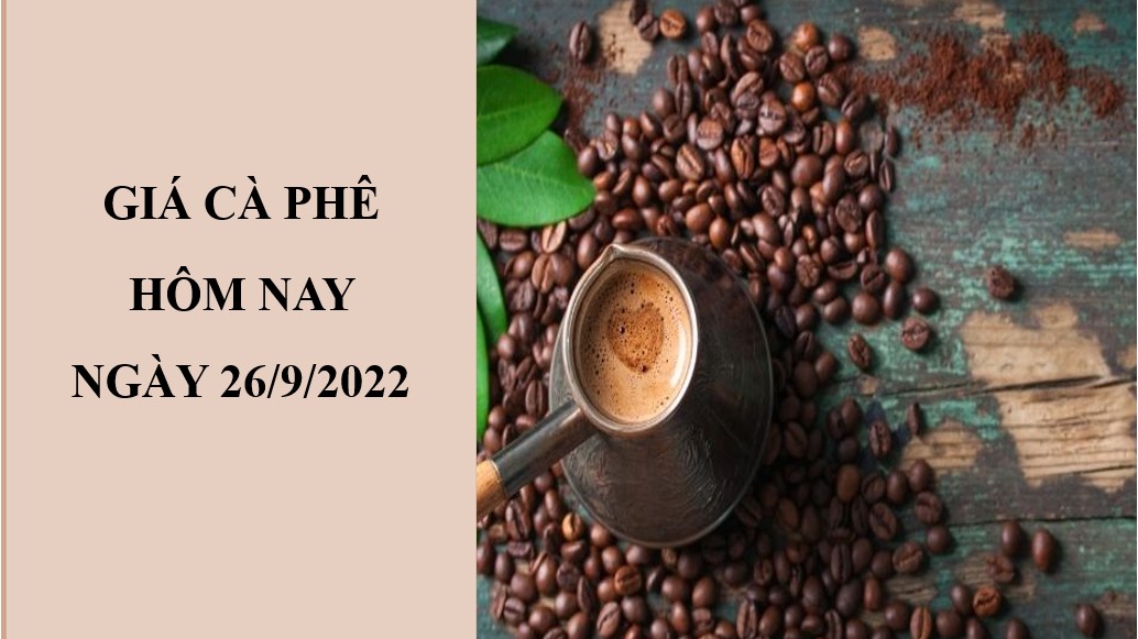 Giá cà phê hôm nay 26/9/2022: Ổn định trong ngày đầu tuần