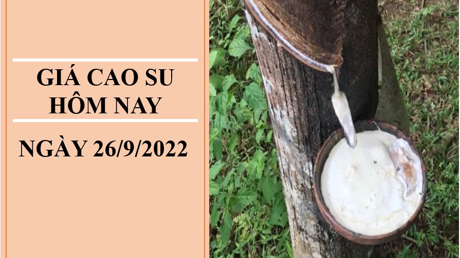 Giá cao su hôm nay 26/9/2022: Giảm mạnh toàn thị trường Châu Á