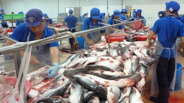 Xuất khẩu cá tra hồi phục trở lại