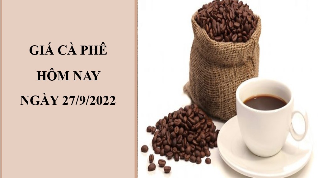 Giá cà phê hôm nay 27/9/2022: Điều chỉnh giảm 500 đồng/kg toàn thị trường
