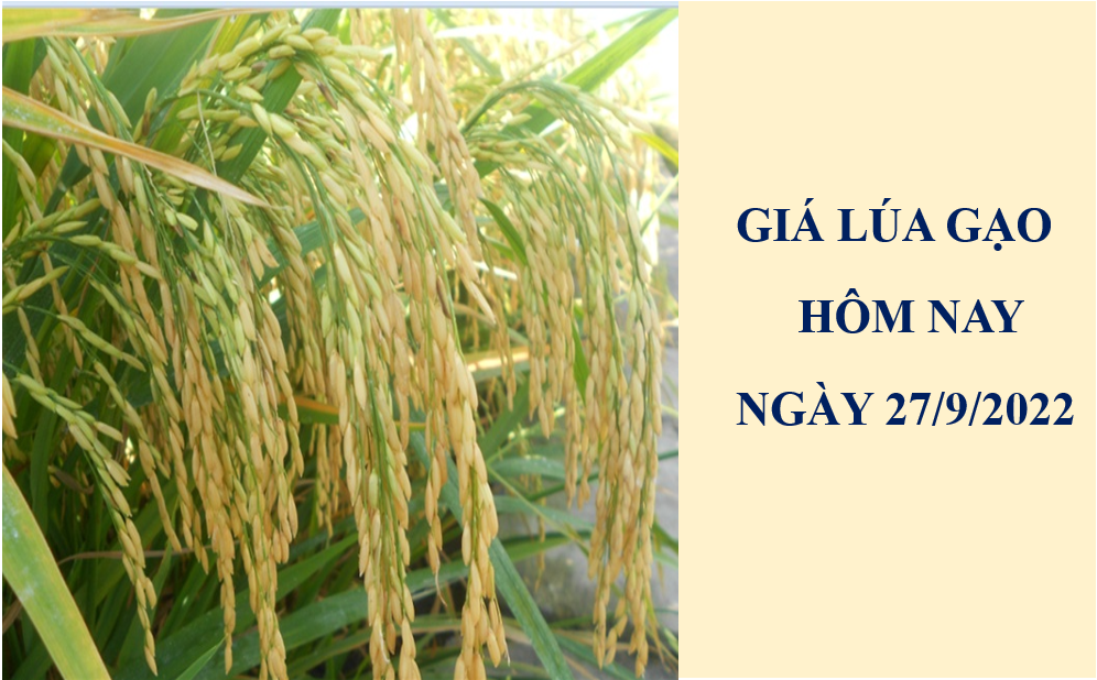 Giá lúa gạo hôm nay 27/9/2022: Giảm 200 đồng/kg với lúa OM 18