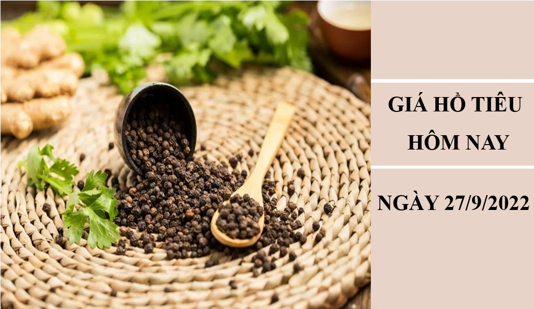 Giá hồ tiêu hôm nay 27/9/2022: Đồng loạt điều chỉnh giảm Giá hồ tiêu hôm nay 27/9/2022: Đồng loạt điều chỉnh giảm