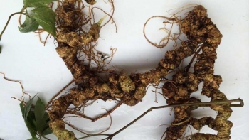 Sâm Ngọc Linh: “Nhân sâm” được xem là Quốc bảo của Việt Nam