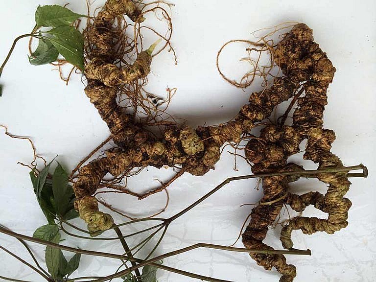 Sâm Ngọc Linh: “Nhân sâm”  được xem là Quốc bảo của Việt Nam