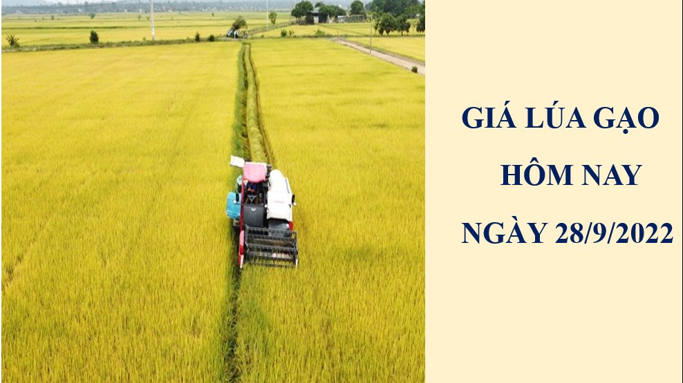 Giá lúa gạo hôm nay 28/9/2022: Không xuất hiện điều chỉnh mới