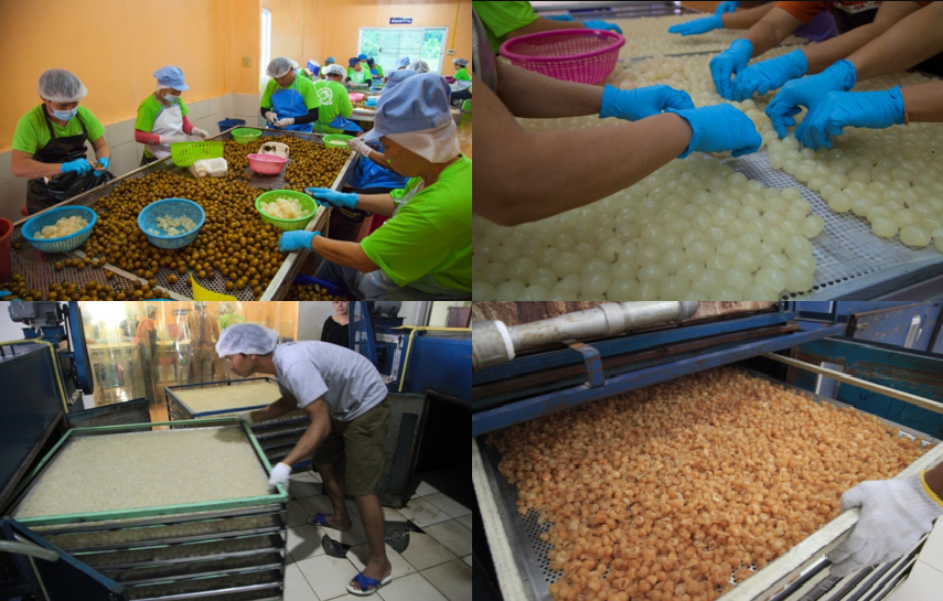 Bảo hộ chỉ dẫn địa lý “Lamphun” cho sản phẩm nhãn sấy khô cơm vàng