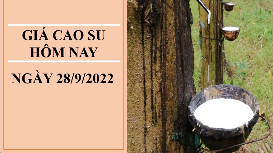Giá cao su hôm nay 28/9/2022: Giảm sâu tại thị trường Châu Á