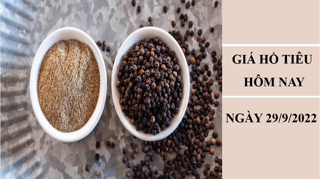 Giá hồ tiêu hôm nay 29/9/2022: Lặng sóng toàn thị trường