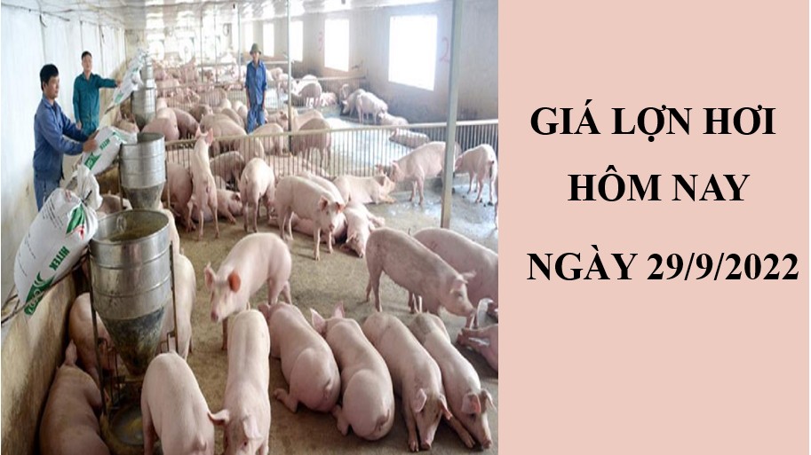 Giá lợn hơi hôm nay 29/9/2022: Tiếp tục giảm tại hai miền Bắc - Nam