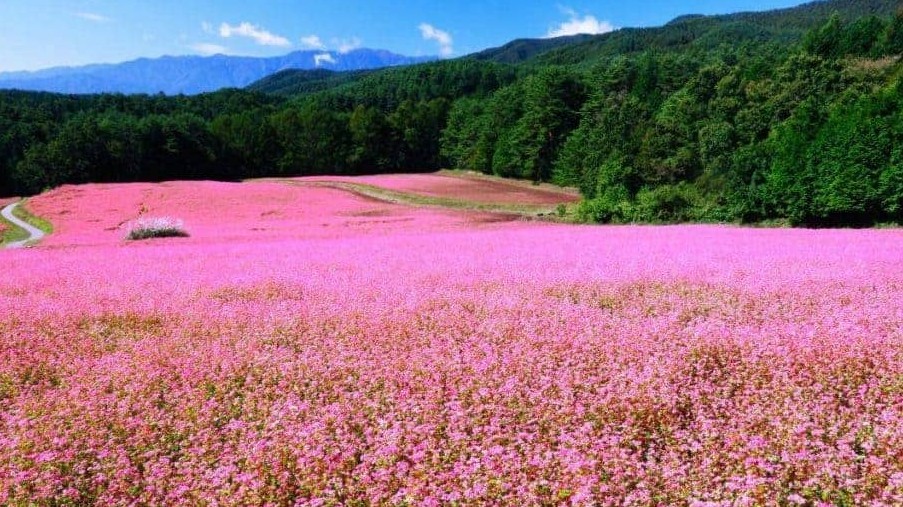 Lễ hội hoa tam giác mạch Hà Giang năm 2022 sẽ có gì thú vị?