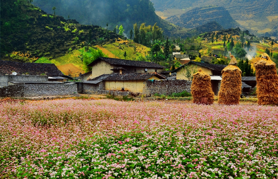 Hoa tam giác mạch bên những ngôi nhà trình tường của đồng bào Mông vùng Cao nguyên đá