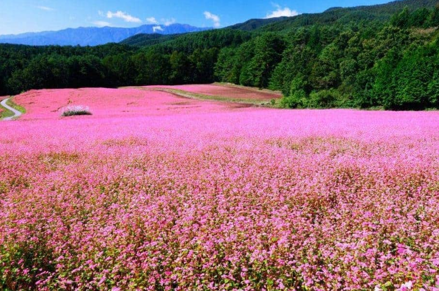 Lễ hội hoa tam giác mạch Hà Giang năm 2022 sẽ có gì thú vị?