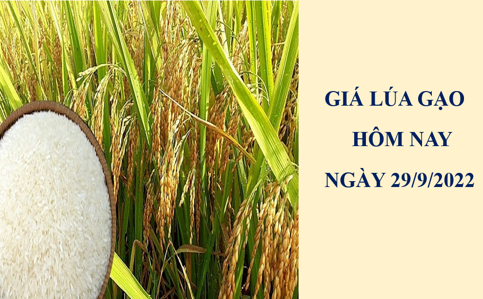 Giá lúa gạo hôm nay 30/9/2022: Không có biến động mới Giá lúa gạo hôm nay 30/9/2022: Không có biến động mới