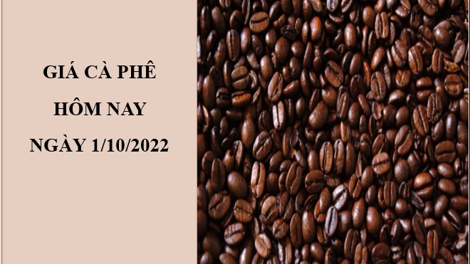 Giá cà phê hôm nay 1/10/2022: Tiếp tục điều chỉnh giảm nhẹ