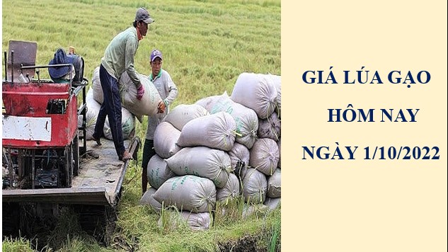 Giá lúa gạo hôm nay 1/10/2022: Thị trường trầm lắng