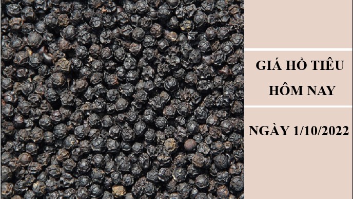 Giá hồ tiêu hôm nay 1/10/2022: Tiếp tục giảm 500 đồng/kg