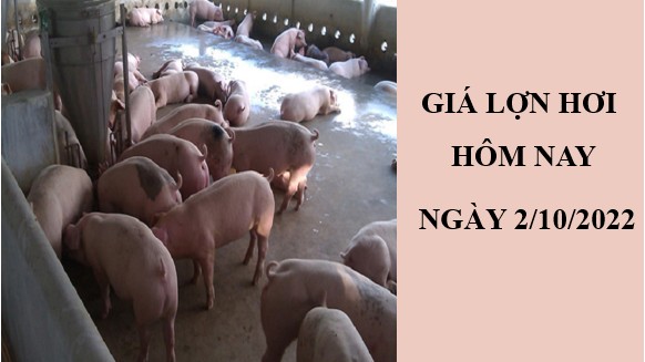 Giá lợn hơi hôm nay 2/10/2022: Tiếp tục giảm tại miền Bắc