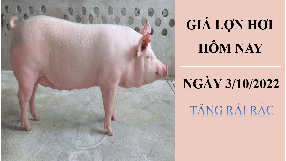 Giá lợn hơi hôm nay 3/10/2022: Tăng rải rác trong ngày đầu tuần