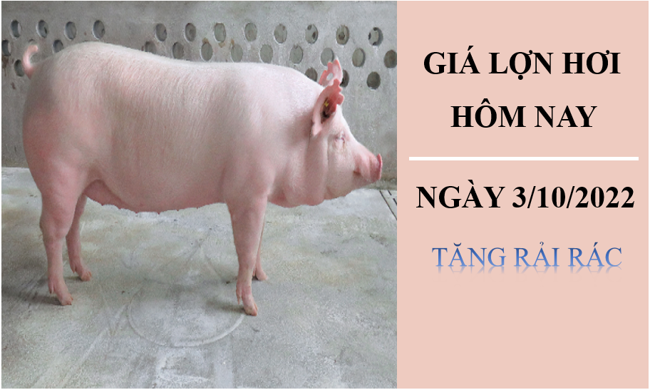 Giá lợn hơi hôm nay 3/10/2022: Tăng rải rác trong ngày đầu tuần