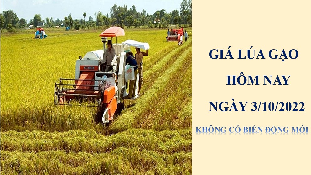 Giá lúa gạo hôm nay 3/10/2022: Không có biến động mới