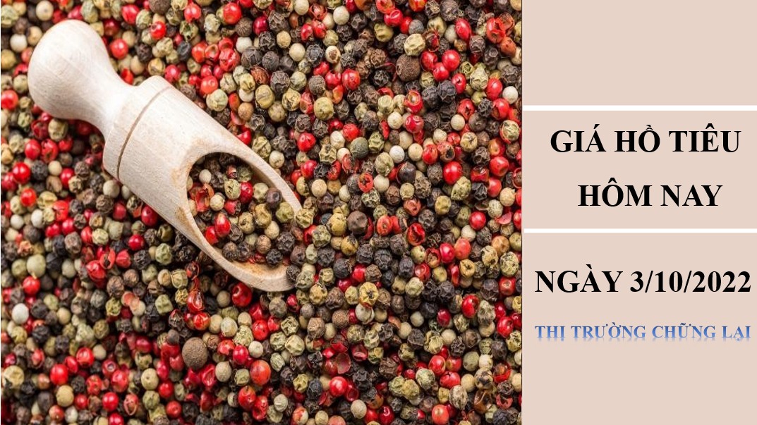 Giá hồ tiêu hôm nay 3/10/2022: Thị trường chững lại