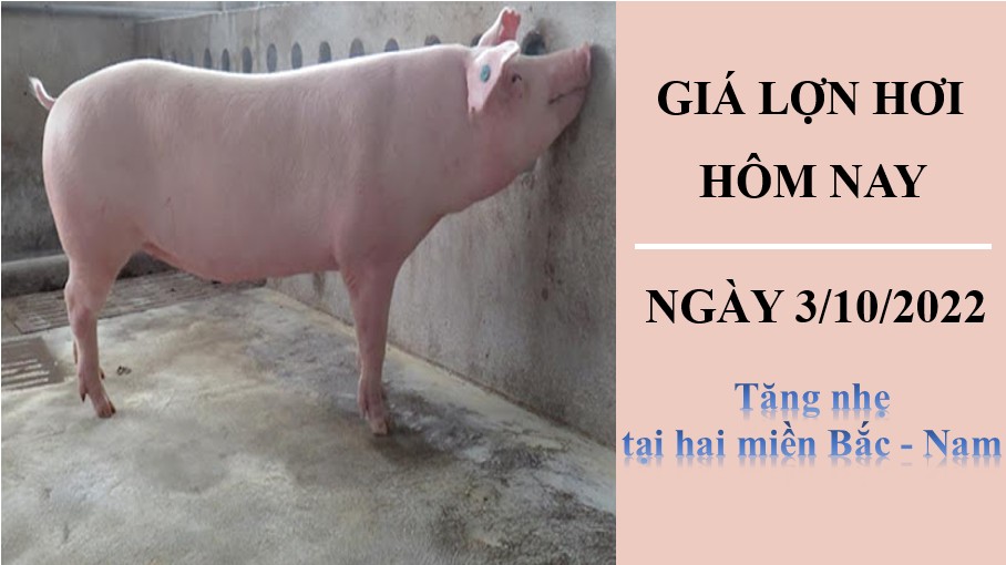 Giá lợn hơi hôm nay 4/10/2022: Tăng nhẹ tại hai miền Bắc - Nam