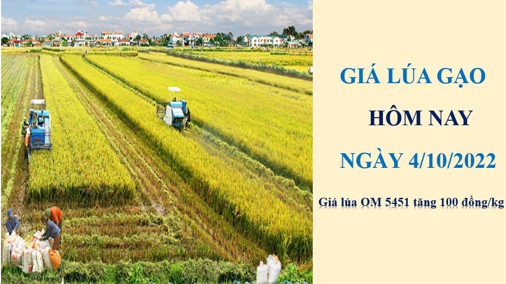 Giá lúa gạo hôm nay 4/10/2022: Giá lúa OM 5451 tăng 100 đồng/kg