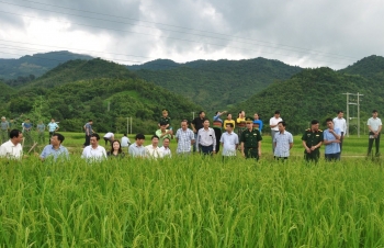 Sản phẩm OCOP nếp Cay Nọi có gì đặc biệt?