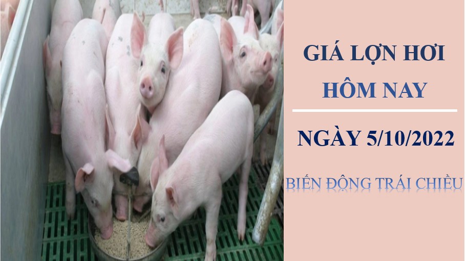 Giá lợn hơi hôm nay 5/10/2022: Trái chiều tại ba miền