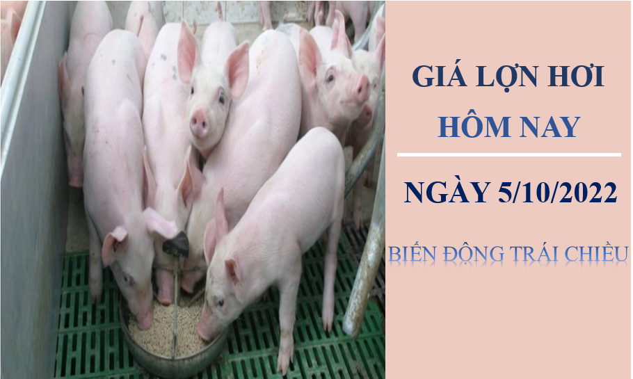 Giá lợn hơi hôm nay 5/10/2022: Trái chiều tại ba miền