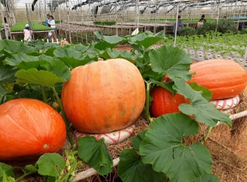 Bí ngô “siêu to khổng lồ” giá 10 triệu đồng một quả, nhà vườn vẫn không có để bán