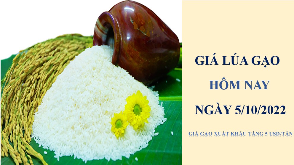 Giá lúa gạo hôm nay 5/10/2022: Giá gạo xuất khẩu tăng 5 USD/tấn