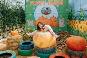 Check in mỏi tay, săn ảnh triệu like tại vườn bí ngô khổng lồ Đà Lạt