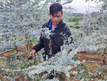 Giàu lên nhờ trồng cây đô la trên vùng đất đỏ bazan