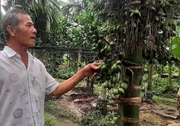 Nhà vườn ĐBSCL lại đau với trái cau xuất khẩu