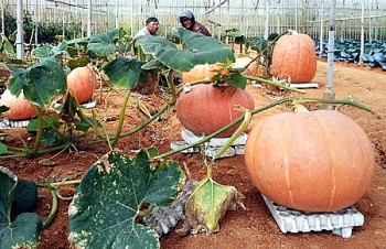 Cách trồng bí ngô khổng lồ, bán chục triệu đồng mỗi quả