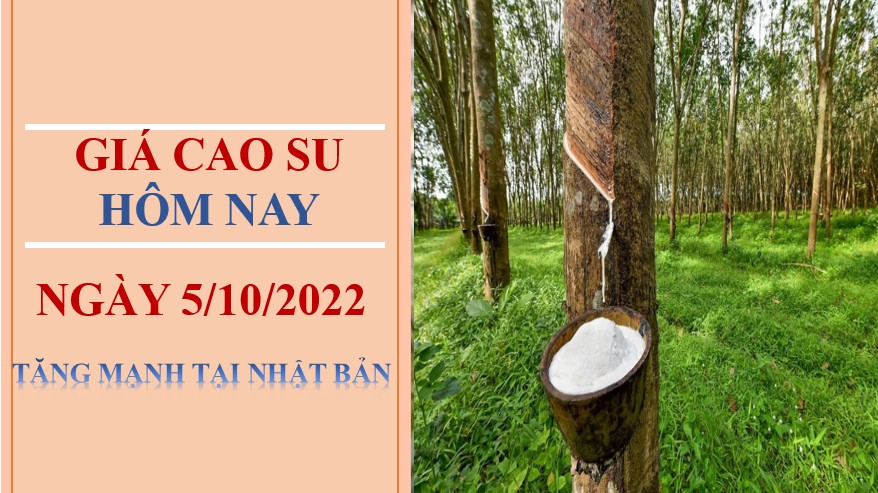 Giá cao su hôm nay 5/10/2022: Tăng mạnh tại Nhật Bản